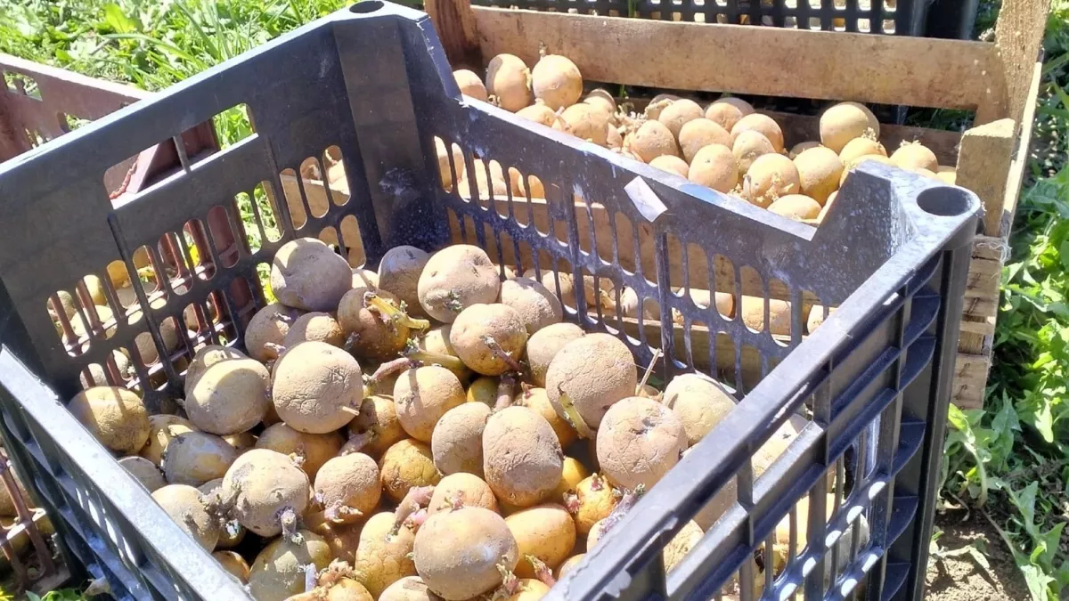 Назван самый лучший сорт картофеля для посадки: идеальный вкус и стойкость к вредителям