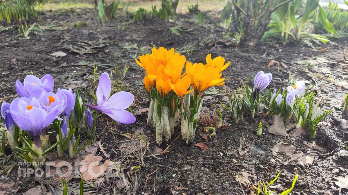 Бабочки и цветы проснулись в Марий Эл