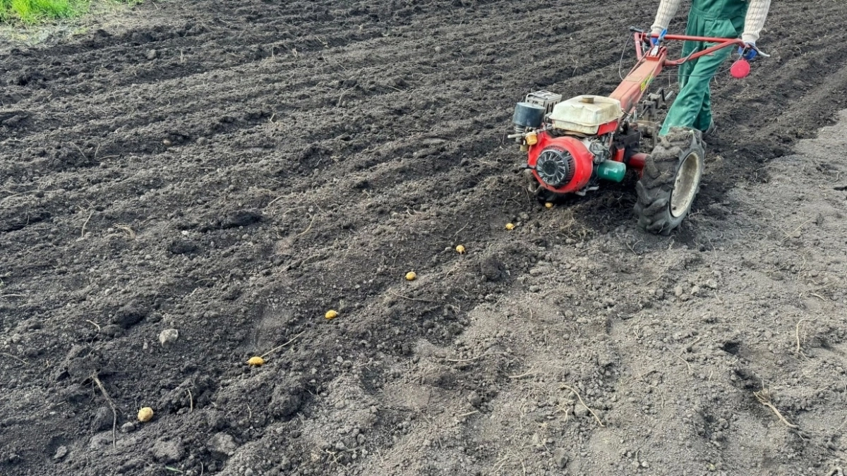 Россиян лишают последнего хлеба: теперь за посадку картофеля будут бездушно штрафовать