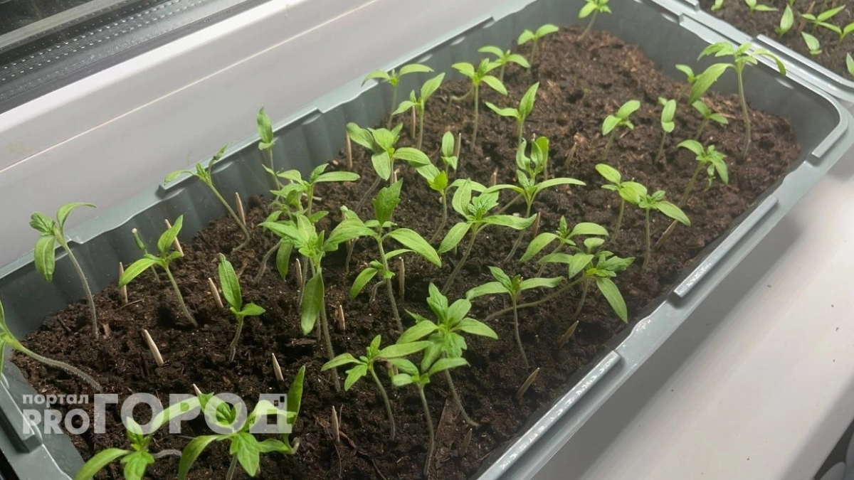 Рассада томатов будет крепкая, как баобаб: волшебная подкормка, о которой молчат огородники