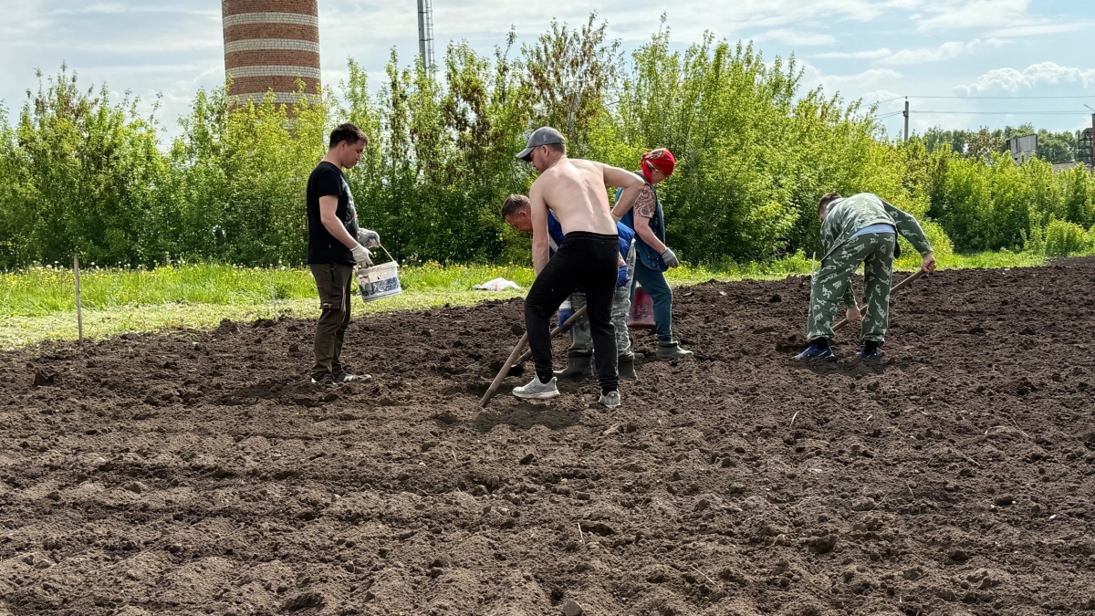 Россиян лишают второго хлеба: теперь за выращивание картофеля на даче будут сурово штрафовать