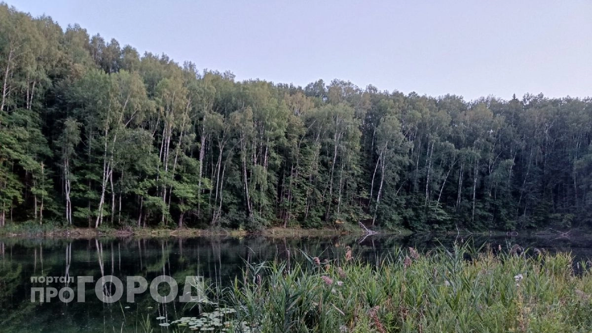 Зеленый лесной пояс из деревьев появится вокруг городов Марий Эл