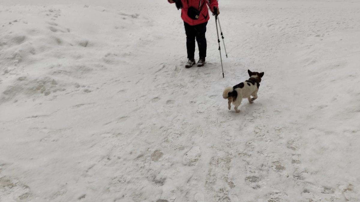 Разъяренный декоративный пес искусал 4-летнего мальчика в Волжске