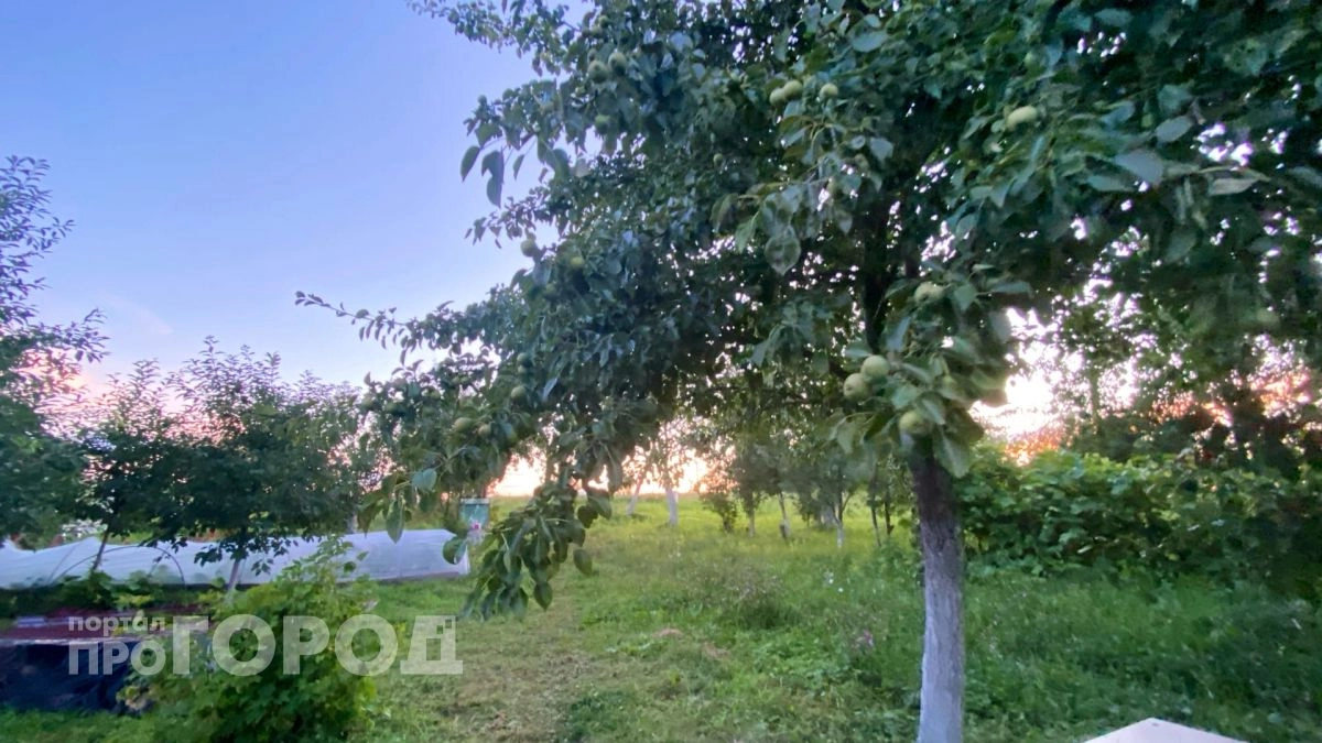 Тля сбежит с яблонь сверкая пятками: в марте оборачиваю этим стволы - плодоносят без остановки