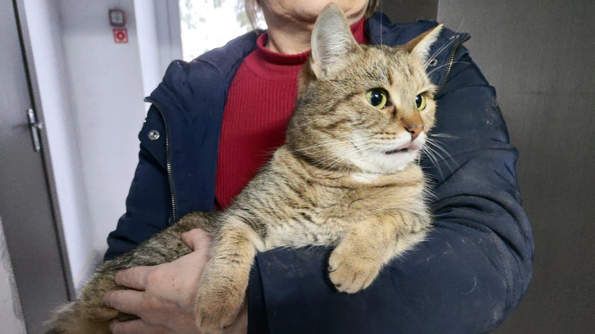 Вот почему кот перестал есть привычный корм: три главные причины