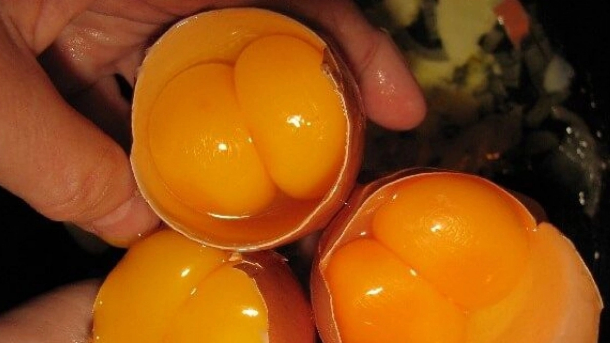 Вот что будет, если съесть яйца с двумя желтками – запомните раз и навсегда