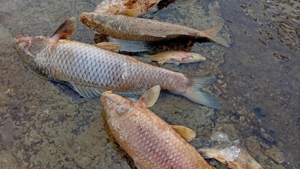 В Советском районе кучами умирает рыба: администрация дала комментарий