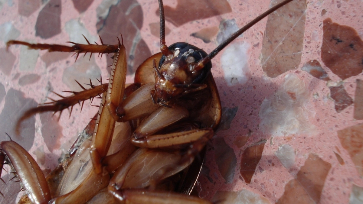 Не выживет ни один: это средство стоит 36 рублей, а убивает тараканов лучше дорогущих ловушек