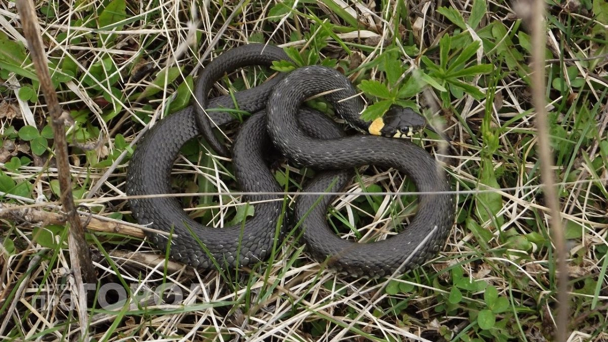 Змеи вышли из спячки в Марий Эл: как отличить ядовитую гадюку от безобидного ужа