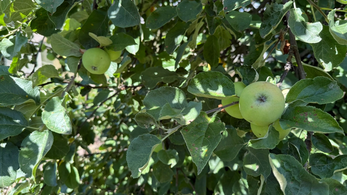 Пусть сгниют в саду — но не достанутся другим: почему опытные садоводы не раздают яблоки