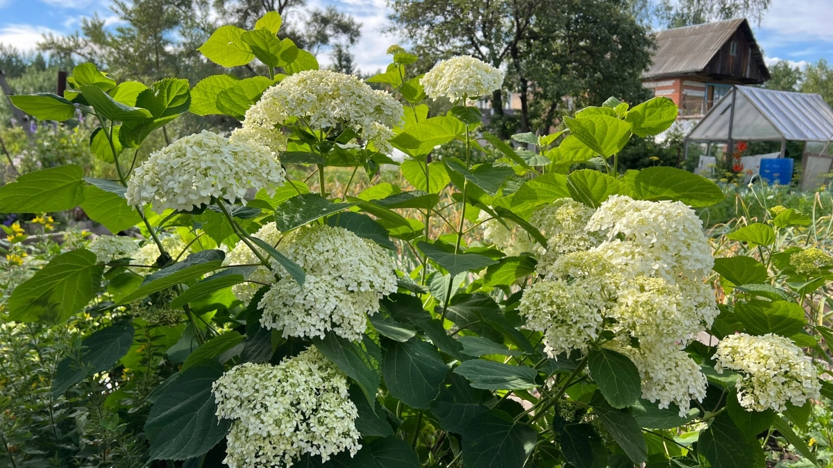 Обрежьте гортензию правильно — и получите шапки размером с футбольный мяч