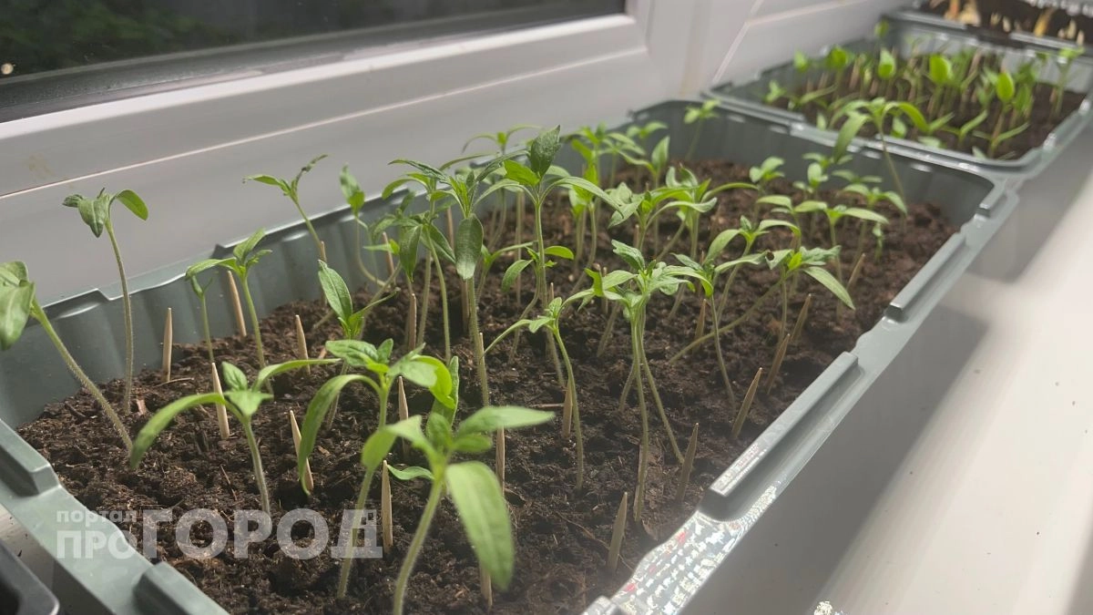 Перестал досвечивать рассаду томатов: выросли при +16 градусах крепкие как баобаб - в чем секрет