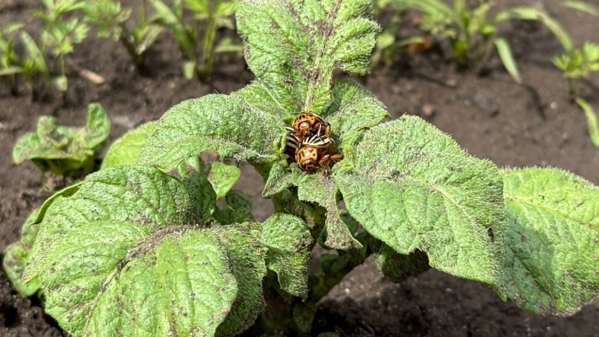 Колорадские жуки даже не ступят на грядки: простое решение без опрыскивания
