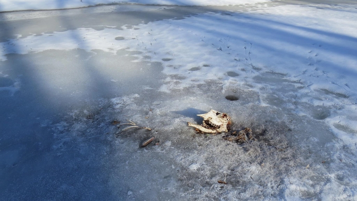 Три волка настигли лосиху на подтаявшем льду реки в Марий Эл