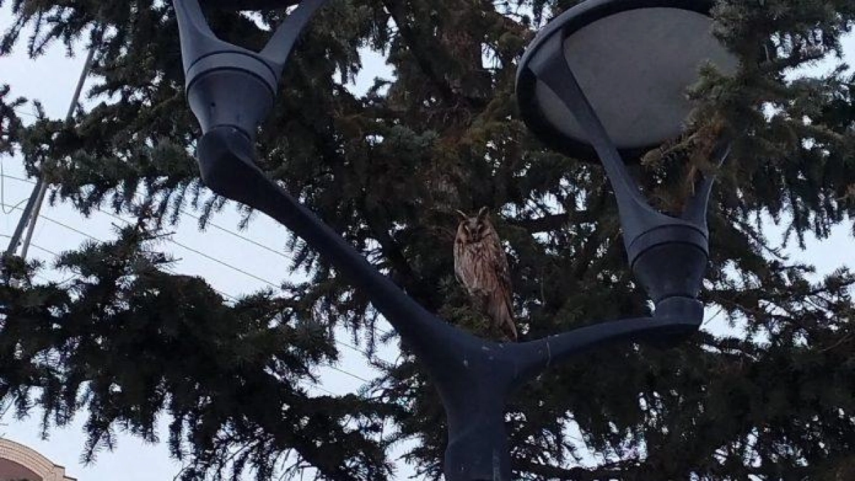 Ушастая сова поселилась на бульваре Чавайна в центре Йошкар-Олы