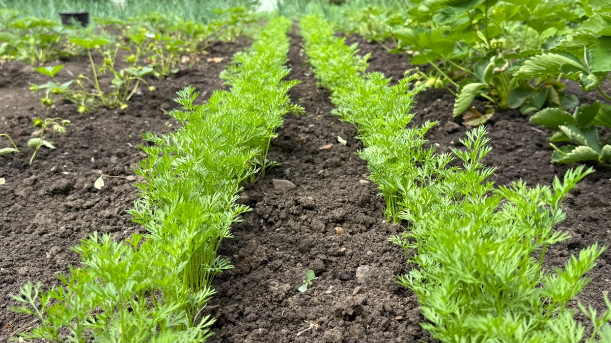 Морковь без прореживания — это реально: раскрываем секрет богатого урожая по методу Миттлайдера