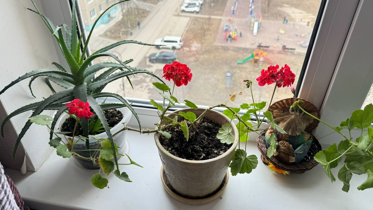 Зацветут так, что соседи обзавидуются: какие удобрения выбрать после зимы и как не навредить растениям