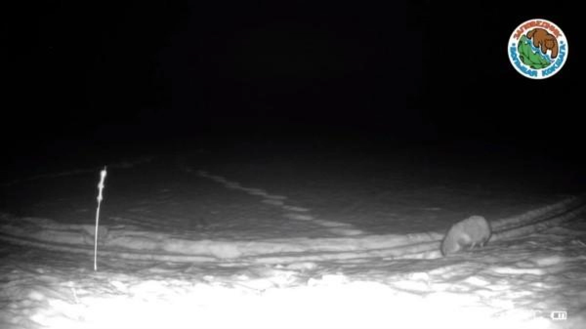 Фотоловушка заповедника «Большая Кокшага» поймала енотовидную собаку на прогулке