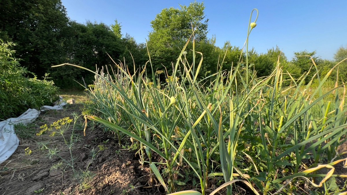 Чеснок вырастет гигантским: секреты подготовки к весенней посадке и главный секрет богатого урожая