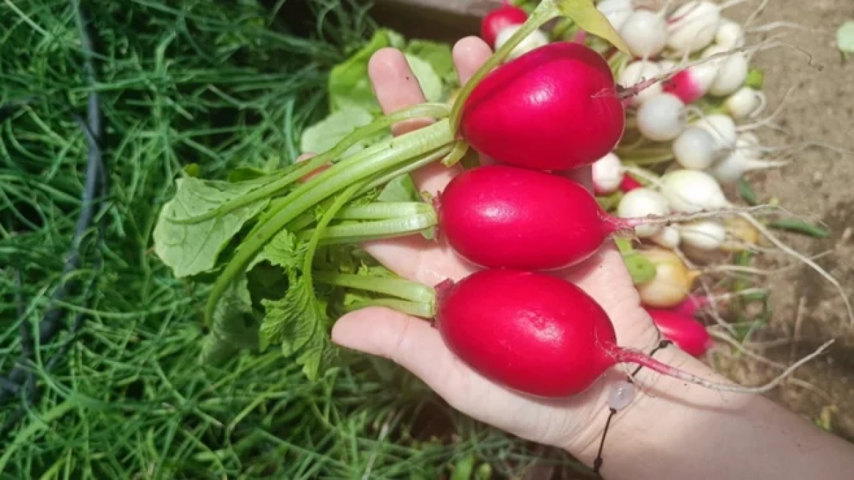 Ранний сладкий редис с яйцо: получается из самых простых семян