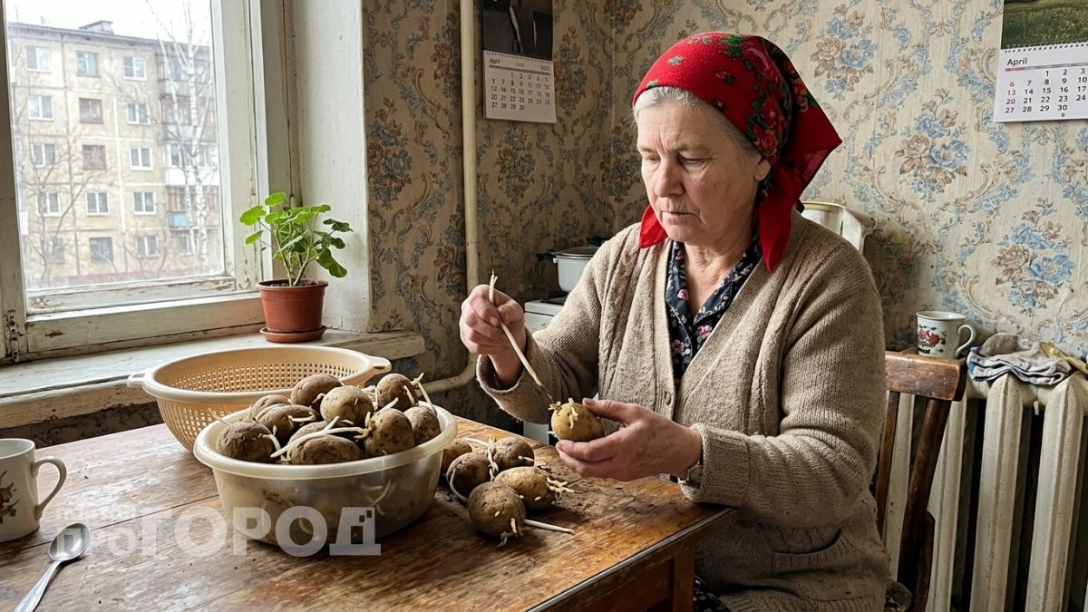 Отрезанные картофельные ростки теперь не выкидываю: лучший стимулятор для растений в огороде на замену дорогущим ампулам