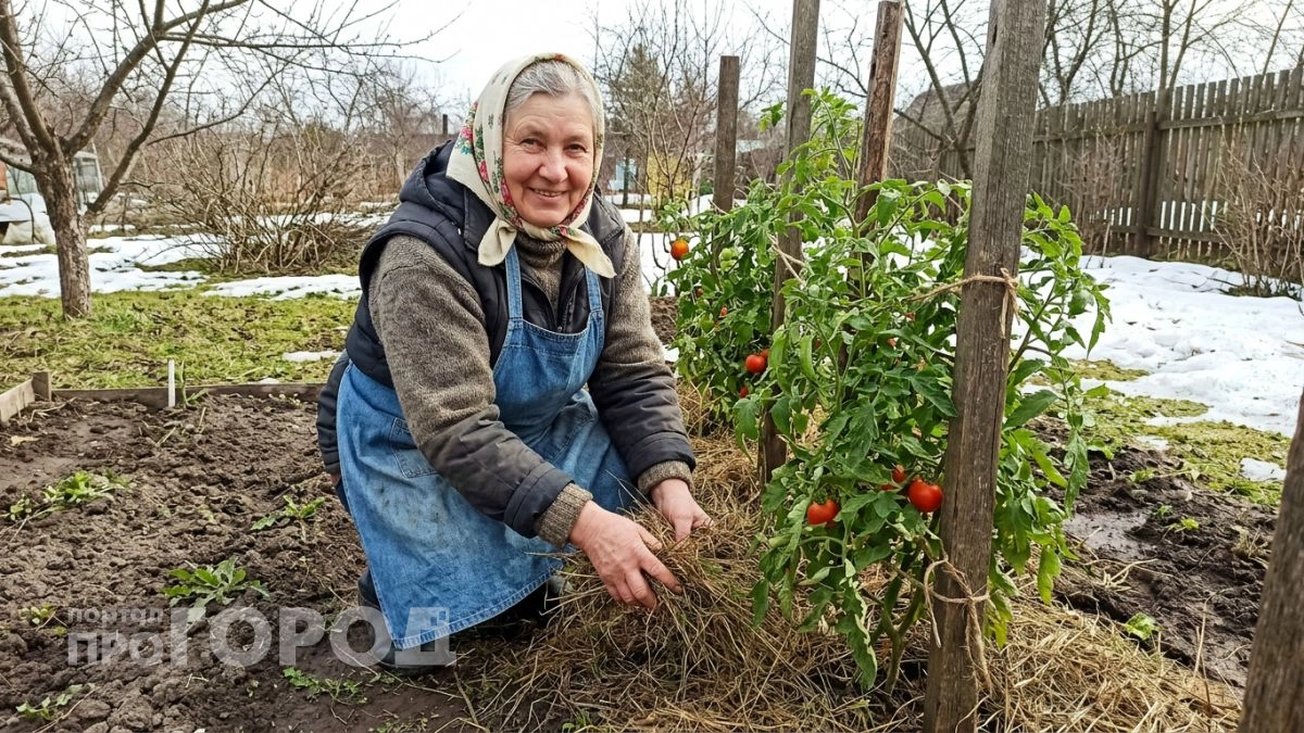 Перешла на 7 природных подкормок для томатов и теперь снимаю плоды по 600 граммов без единого грамма химии