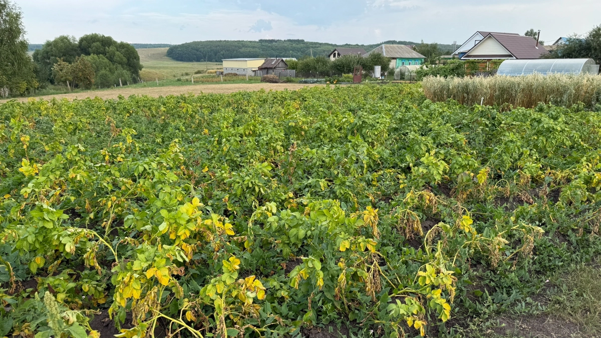 Картофель мешками с одной грядки: 5 секретных способов посадки, о которых молчат соседи