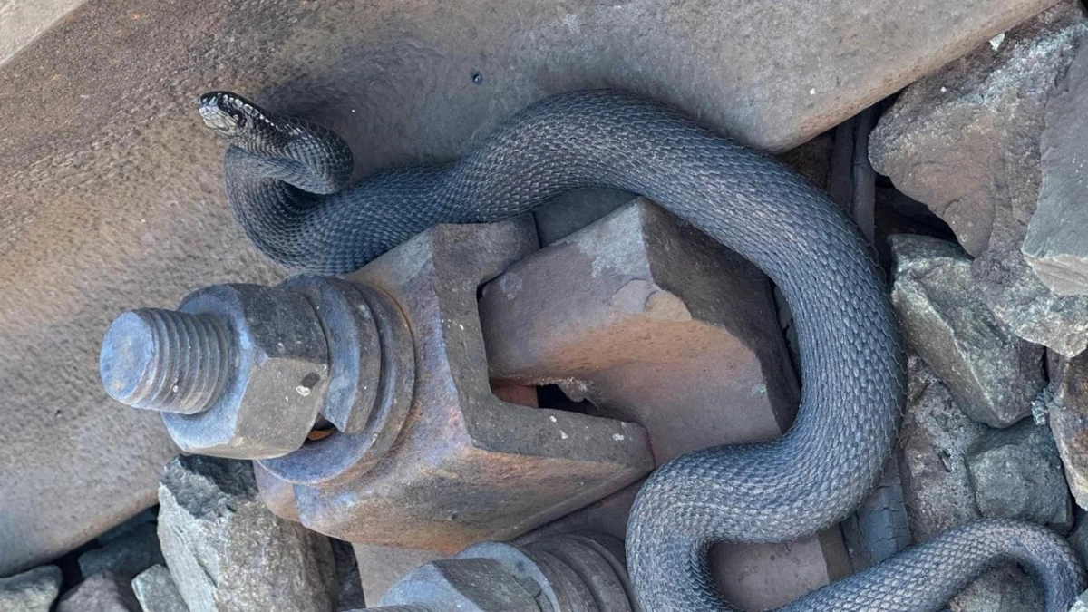 В Йошкар-Оле на железнодорожной дороге заметили необычных пепельно-серых гадюк