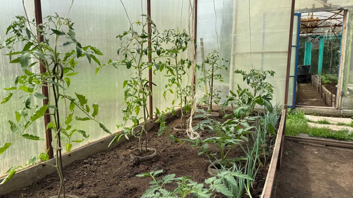 Больше не сажаю томаты по старинке и вот почему: ямочный метод избавил от вершинной гнили и ежедневного полива