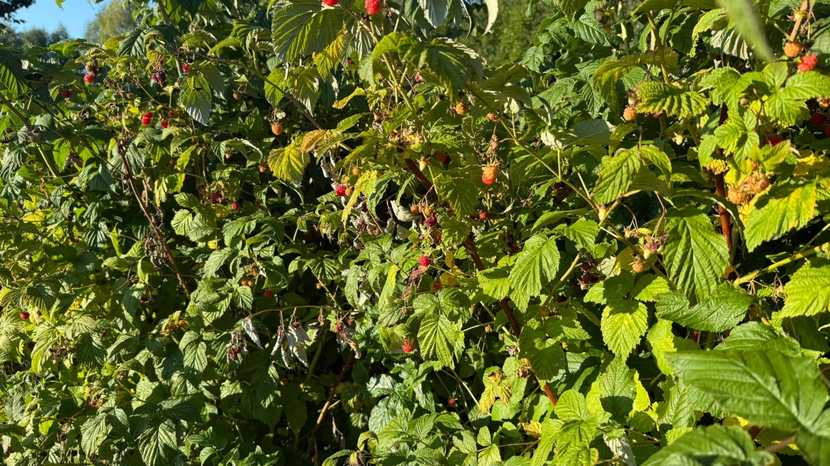 Урожай малины в 28 кг с 8 кустов: делаю то же, что и прабабушка 50 лет назад — ягоды с монету