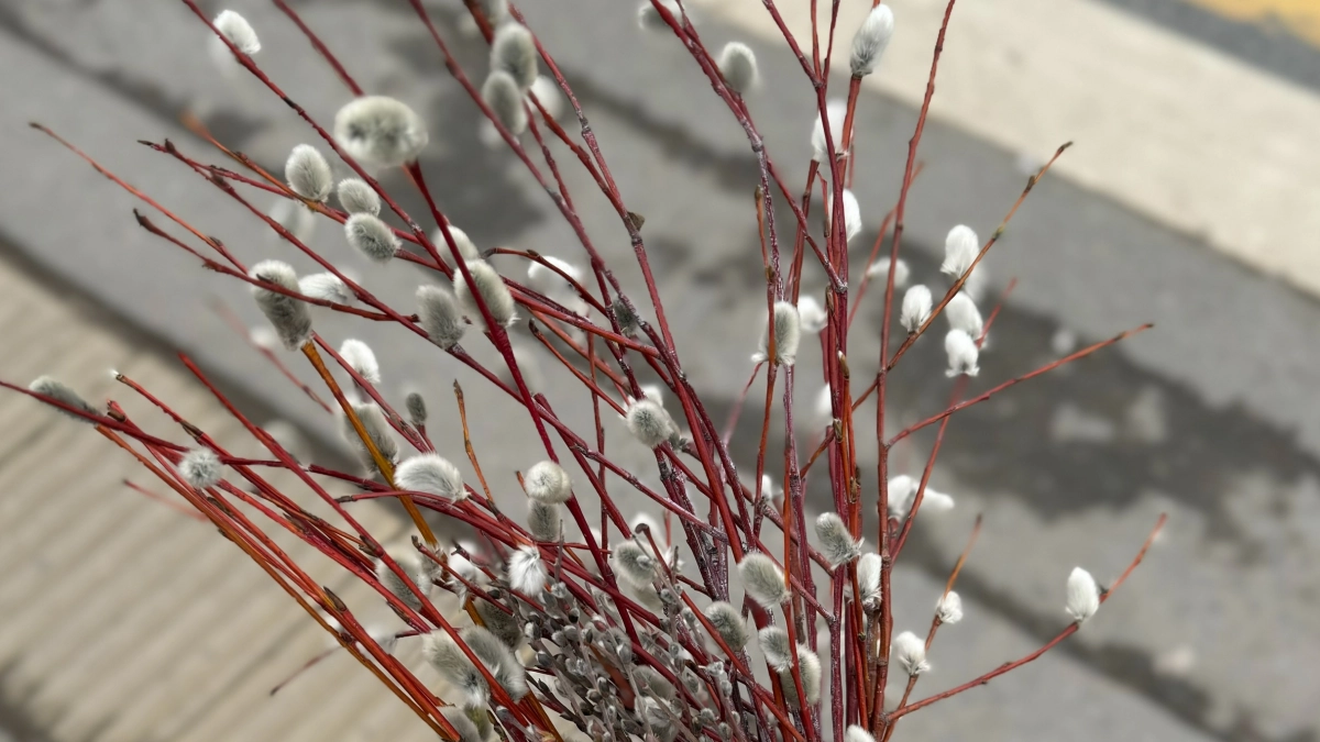 Не бросайте вербу в мусор: главные запреты Вербного воскресенья и их последствия