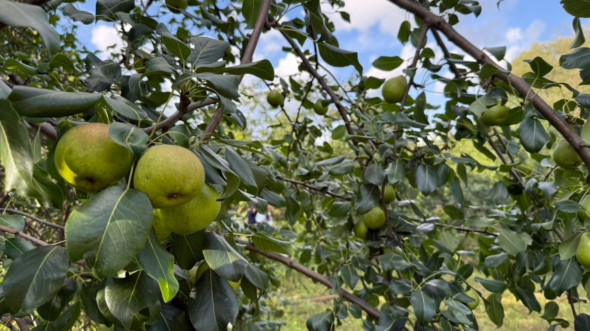 Китайцы смеются над нашими садами: вот как они поливают деревья без потерь — берите на заметку