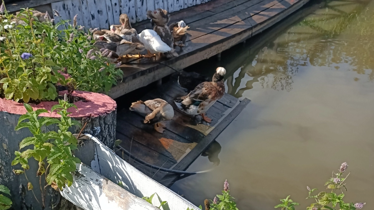 Газон на участке больше не в моде: опытные дачники теперь копают пруды — как превратить яму в украшение участка за 2 дня