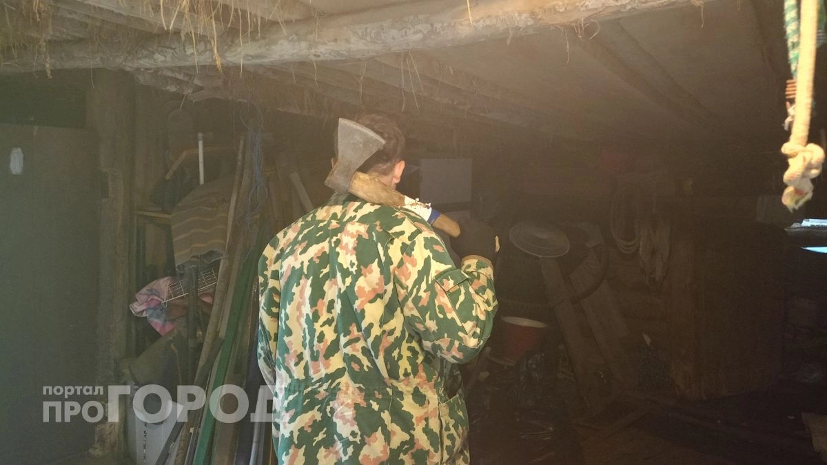 Лесоруб из Оршанского района уничтожил сотню деревьев на полмиллиона рублей