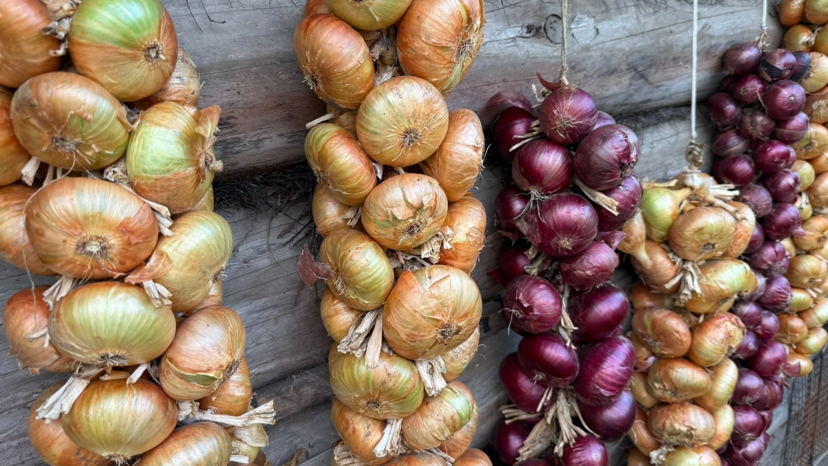 Как я вырастил лук размером с кулак и не потратил ни рубля на удобрения: старые газеты заменяют дорогие подкормки