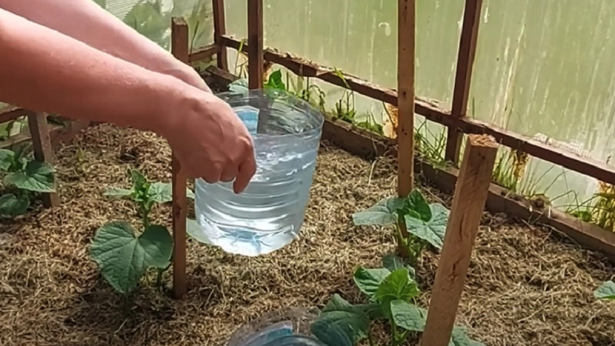 О ежедневном поливе и забыла: простая бутылка спасает огород даже в адскую жару - урожай идеальный