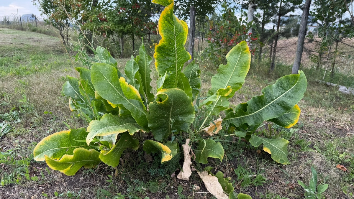 Вывела мощный хрен на даче за один сезон без напряга: полить и забыть