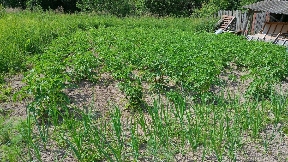 Почему ваши соседи собирают ведра картошки, а вы — горсть: копеечное средство с кухни оживит даже самую мёртвую землю