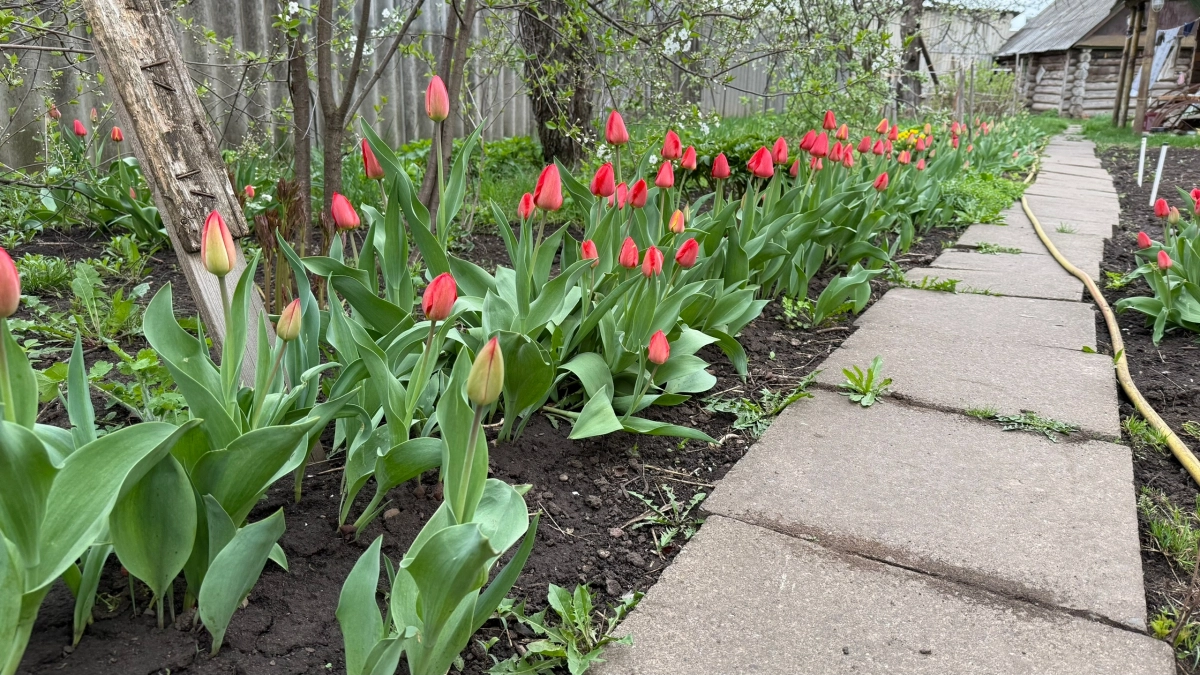 Как я повелась на ролики про тюльпаны: потратила деньги, а цветы не растут — полный провал