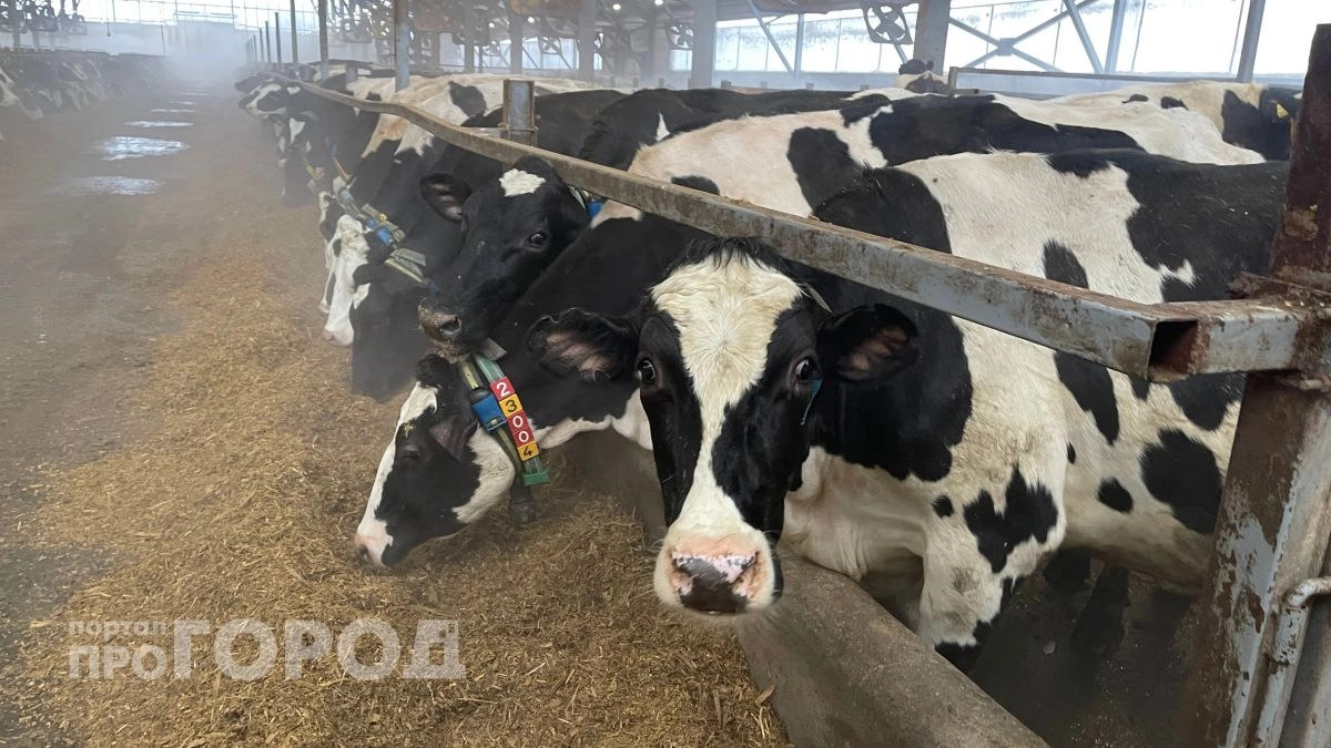 75 подозрительных коров-мигрантов нашли у марийского фермера