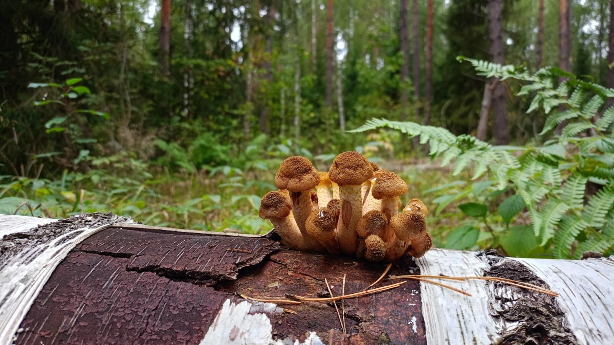 Первые грибы пойдут стеной после этой даты: грибники готовятся уже сейчас