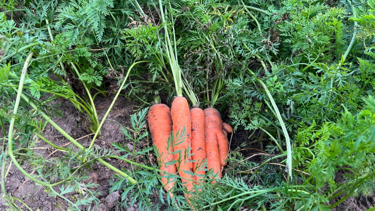 Эти овощи сажать больше не модно: вот что выбирают дачники теперь – ведра урожая обеспечены без напряга