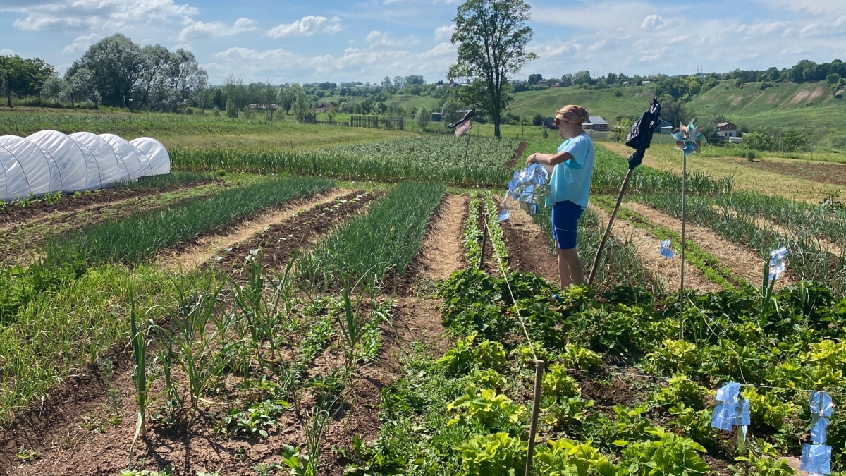 Один раз опрыскал — и тли нет весь сезон: раскрываем секретные средства дачников