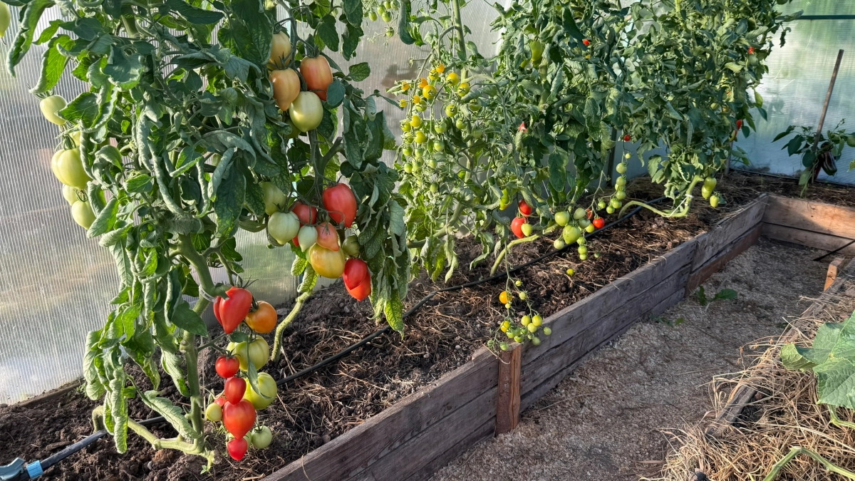 Растут – как на дрожжах, стебли – столбы, урожая – ведра: названы самые лучшие сорта томатов