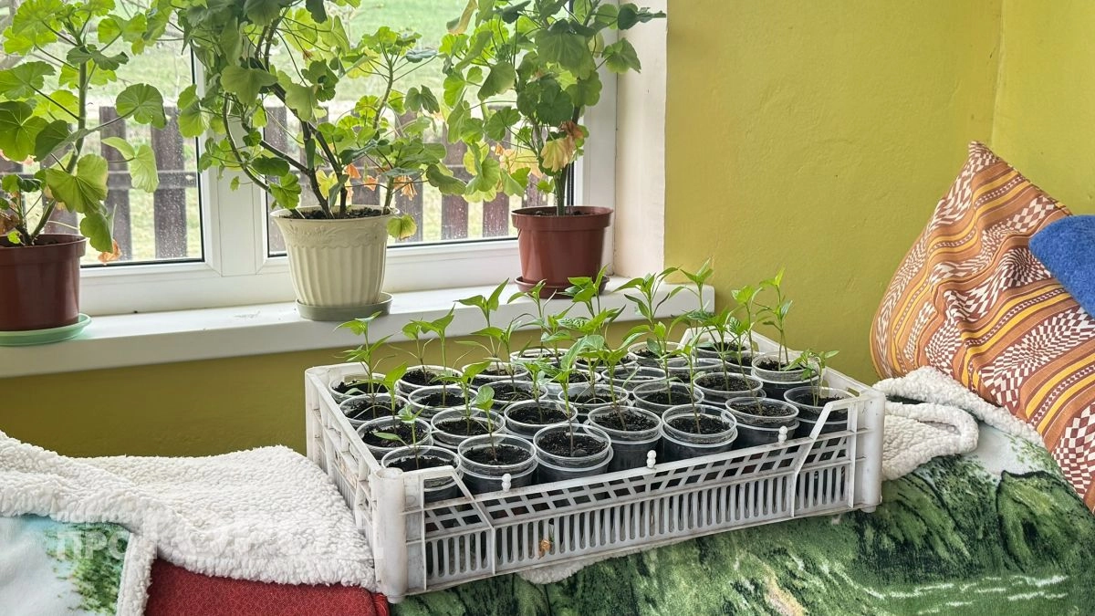 Рассада получается реально богатырская: использую эту дешевую подкормку из "Чижика" и не знаю бед