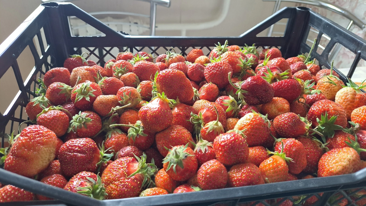 Клубника размером с яйцо: секрет, который скрывают опытные садоводы — всего 5 правил