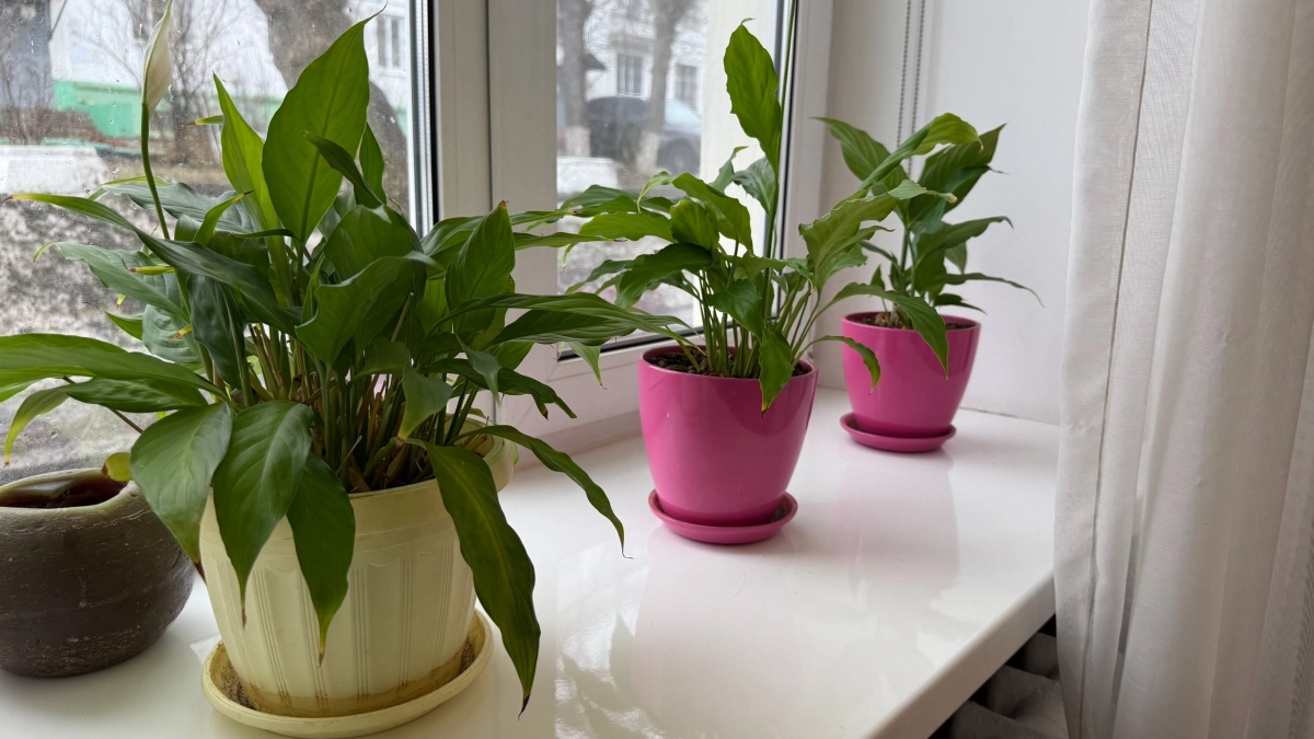 Фикус после обрезки станет пышнее, а пеларгония — цветистее: секреты опытных цветоводов