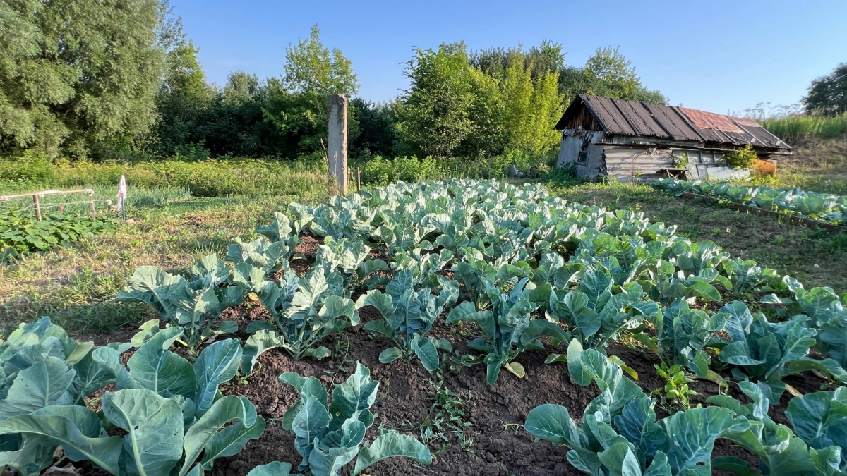 Соседка делает целое состояние на такой капусте: сделала по ее совету — кочаны крупные и тугие