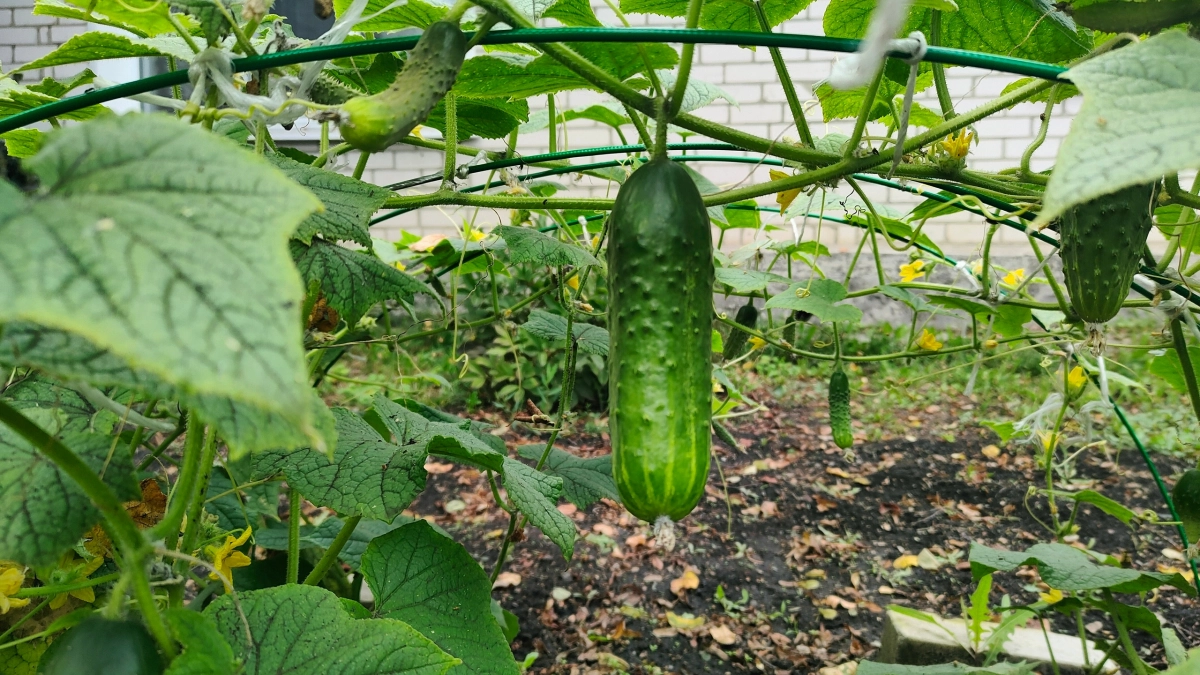 Кручу лиану из огурцов в теплице: урожай опережает соседей — секрет в расстановке кустов