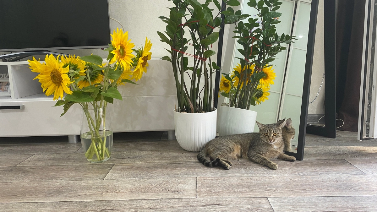 Ваш кот видит то, что скрыто от людей: 3 места в квартире, где питомец предсказывает беду